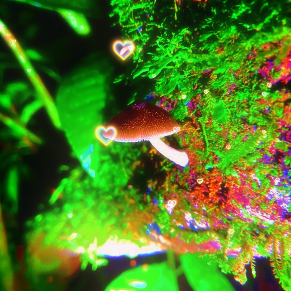 Meet your Posher, Lielle